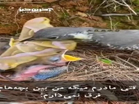 وقتی یکی از بچه هاتو بیشتر دوست داری