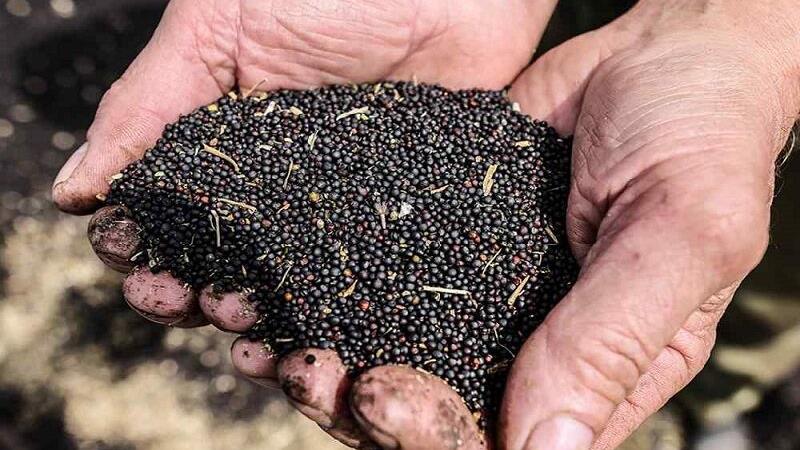 کلزای ایلام؛ محصولی که سودش جای دیگر می‌رود