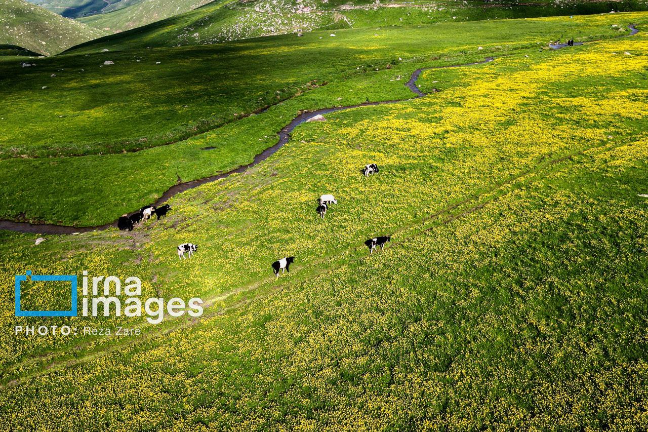 عکس/ طبیعت بهاری دامنه کوه سبلان