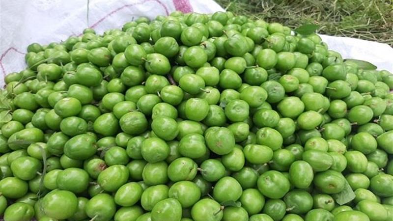 پیشبینی برداشت ۹۰ تن محصول گوجه سبز در میشخاص