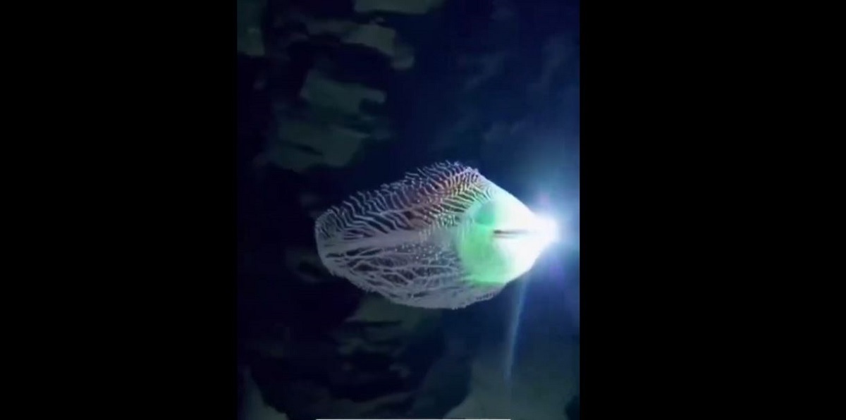کشف موجودی درخشان و ناشناخته در اعماق دریا