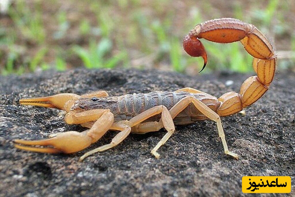 نبرد بین عقرب و خرچنگ و هزارپای بزرگ