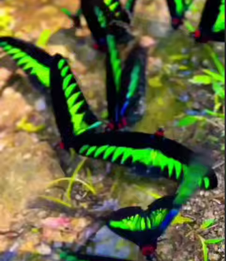 پروانه های گرمسیری نادر Trogonoptera brookii