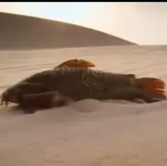  ماهی عجیبی که راه می رود!