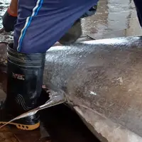 مهارت تماشایی ماهی فروش تایوانی در برش ماهی تن