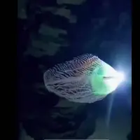 کشف موجودی درخشان و ناشناخته در اعماق دریا