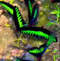 پروانه های گرمسیری نادر Trogonoptera brookii