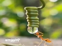 نحوه ی آب خوردن مورچه