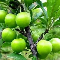 پیش بینی برداشت ۱۶ هزار تنی گوجه سبز از باغات گیلان