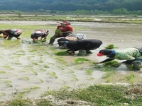 نشاء برنج در سرخکلای سوادکوه 