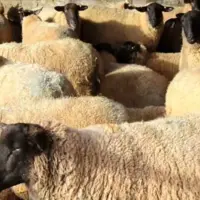 عکس/ تلف‌شدن حدود ۴۰ رأس گوسفند بر اثر سانحه رانندگی در بابل