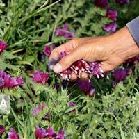 افزون بر هفت هزار هکتار طرح گیاهان دارویی در خراسان‌شمالی هدف‌گذاری شد