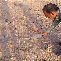 یک حلقه «افعی» گرزه در منطقه حفاظت شده طالو و شیربند دامغان رهاسازی شد