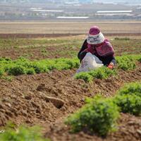 کشت گیاه «لوفا» برای اولین بار در شهرستان دره‌شهر