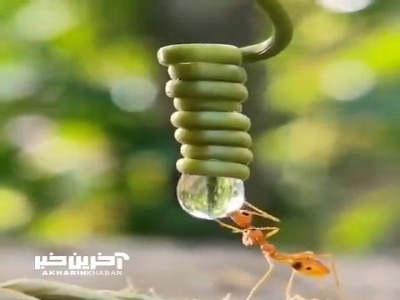 نحوه ی آب خوردن مورچه