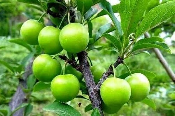 پیش بینی برداشت ۱۶ هزار تنی گوجه سبز از باغات گیلان