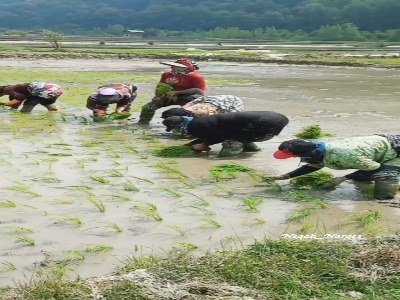 نشاء برنج در سرخکلای سوادکوه
