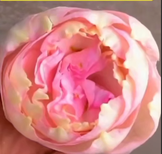 تبدیل گل رز به گل پیونی