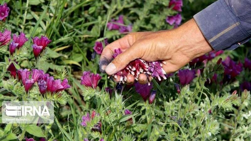 افزون بر 7 هزار هکتار طرح گیاهان دارویی در خراسانشمالی هدفگذاری شد