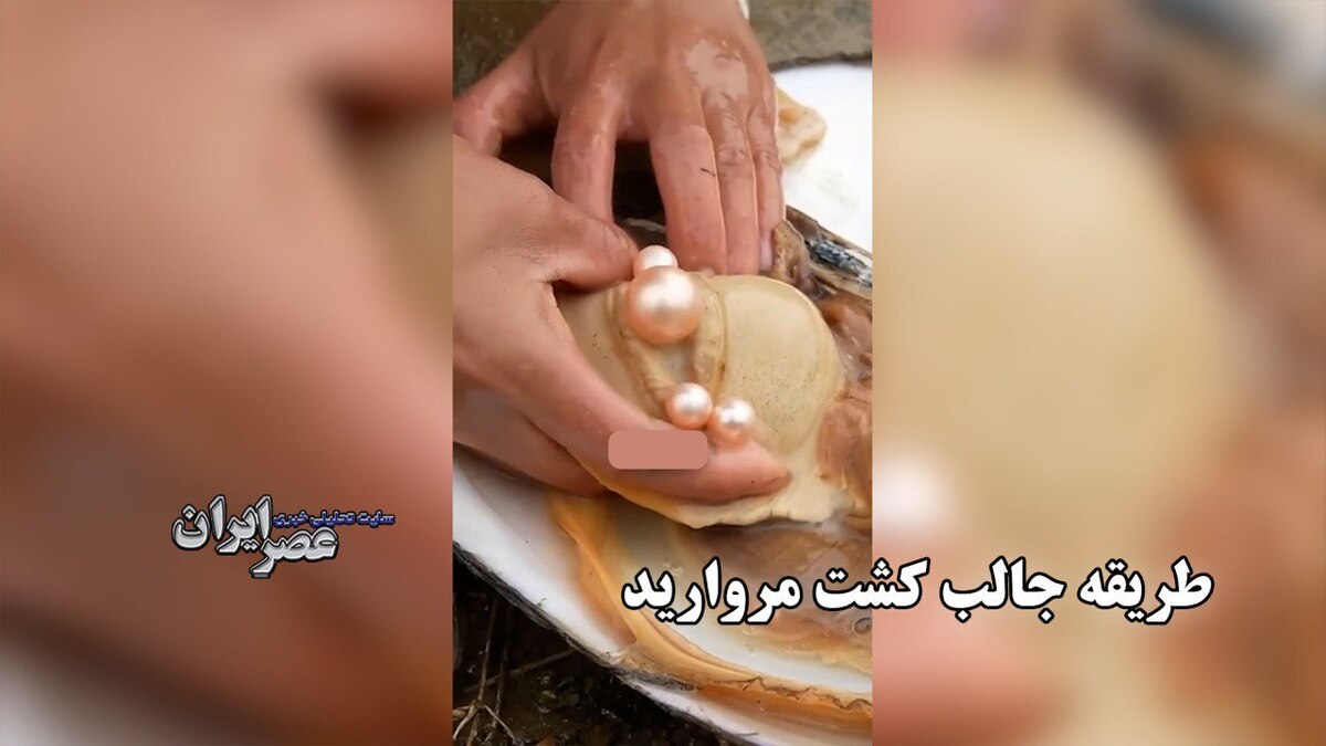 طریقه جالب کشت مروارید در دل صدف