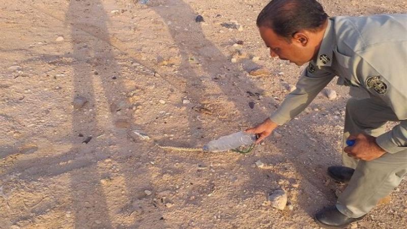 یک حلقه «افعی» گرزه در منطقه حفاظت شده طالو و شیربند دامغان رهاسازی شد