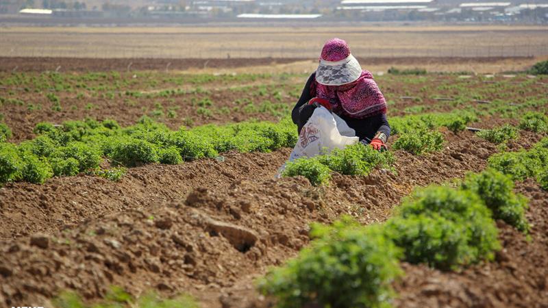 کشت گیاه «لوفا» برای اولینبار در شهرستان درهشهر
