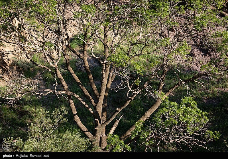 طبیعت بهاری دره جِرمی ارومیه