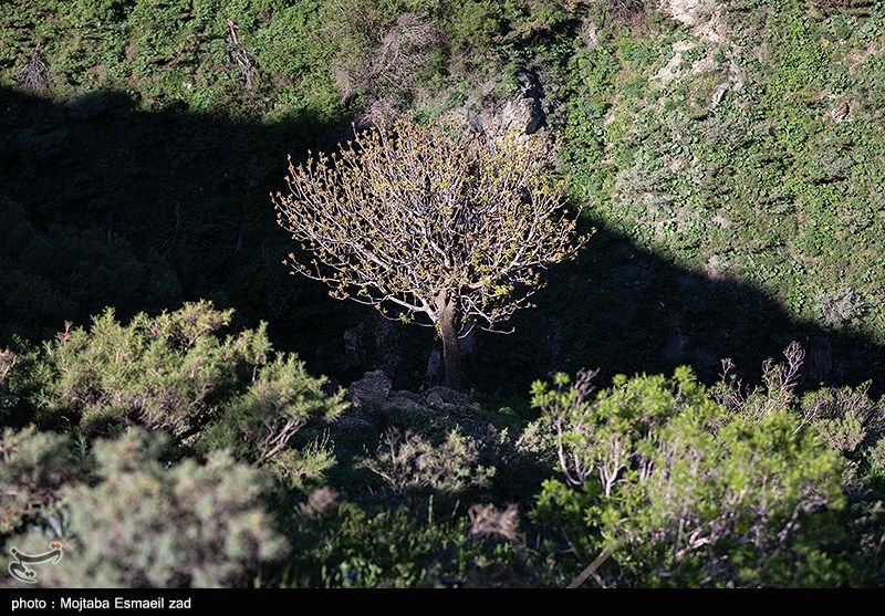 طبیعت بهاری دره جِرمی ارومیه
