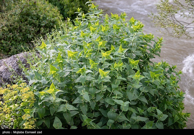 طبیعت بهاری دره جِرمی ارومیه