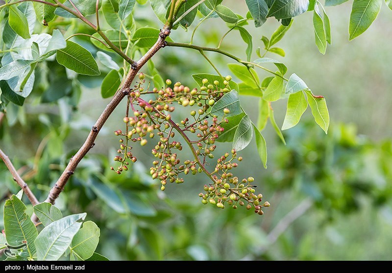 طبیعت بهاری دره جِرمی ارومیه