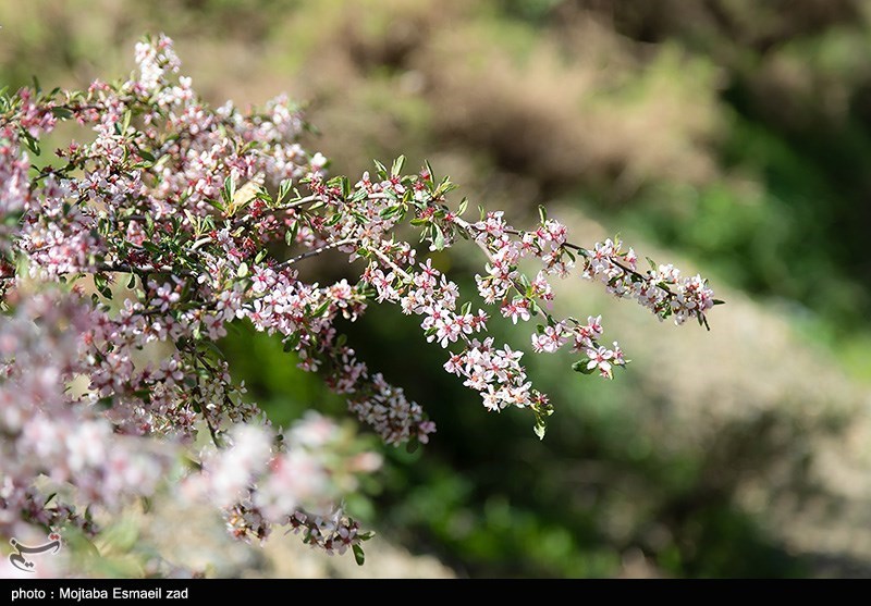 طبیعت بهاری دره جِرمی ارومیه