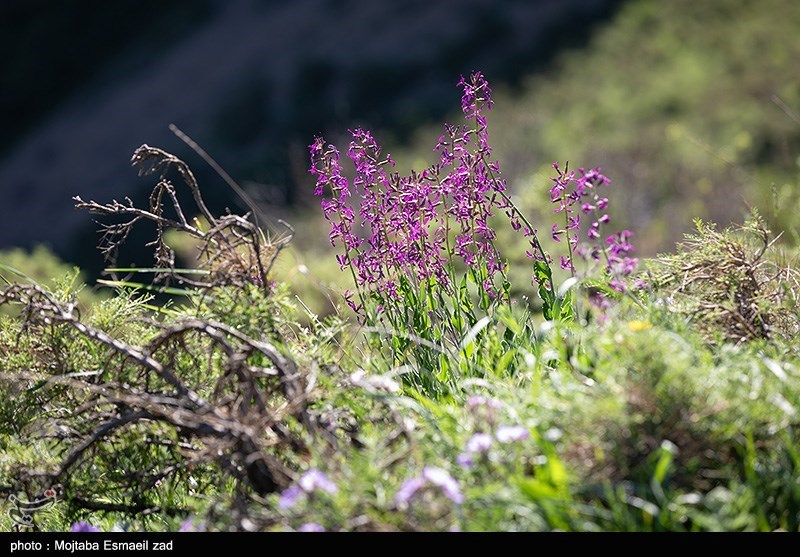 طبیعت بهاری دره جِرمی ارومیه