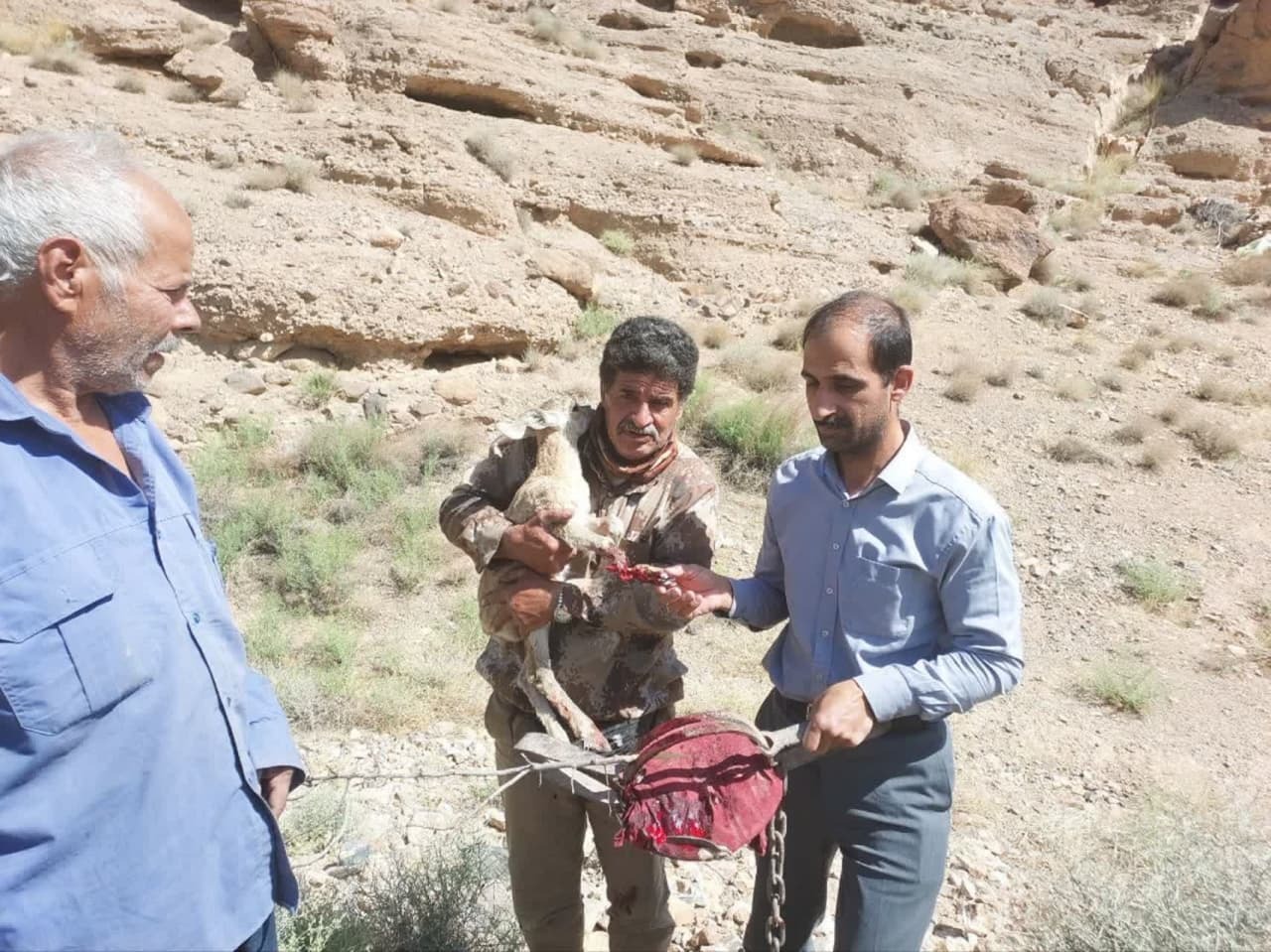 تله شکارچیان غیرمجاز در اشکذر دست بره‌میش را قطع کرد