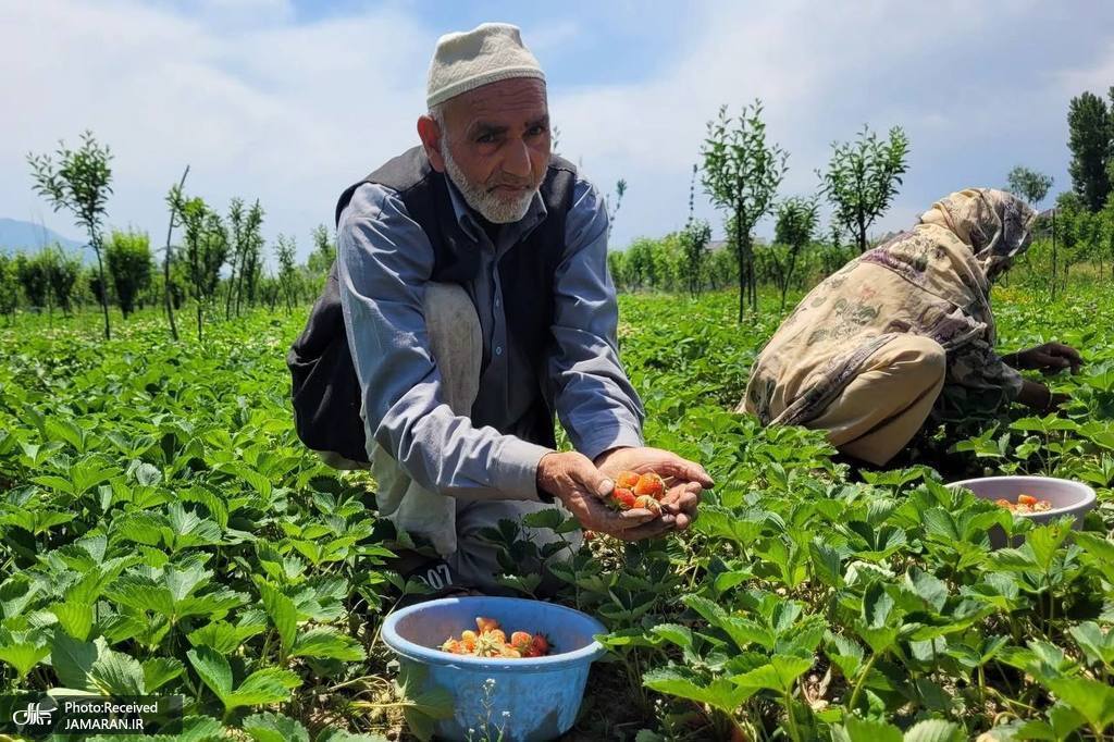 برداشت توت فرنگی در کشمیر هند