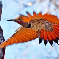 حماسه‌ای در دل طبیعت؛ جدال دارکوب با مار برای بقا