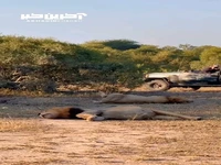 وقتی دوتا شیر بیش از اندازه غذا میخورند