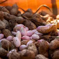 آغاز کشت بادام زمینی در ۳ هزار هکتار از اراضی زراعی گیلان