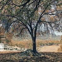 برنامه‌ریزی برای زاگرس باید بلندمدت و مبتنی بر سالم‌سازی زیستگاه باشد