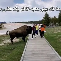با گاومیش‌ها عکس سلفی نگیرید ، دوست ندارند