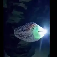 کشف موجودی درخشان و ناشناخته در اعماق دریا