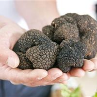 طلای سیاه هیرکانی در چنگ قاچاقچیان