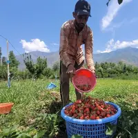 برداشت توت فرنگی در کشمیر هند