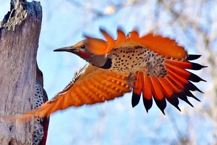 نبرد دیدنی دارکوب با مار برای بقا