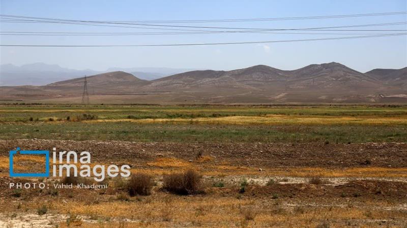 سقوط ۵۰ درصدی تولید گندم در خراسانشمالی؛ داسها بیکار، خانوادهها نگران
