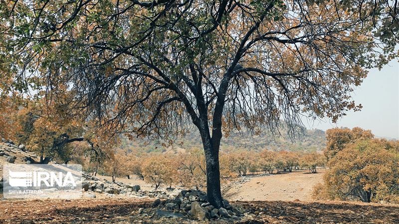 برنامهریزی برای زاگرس باید بلندمدت و مبتنی بر سالمسازی زیستگاه باشد