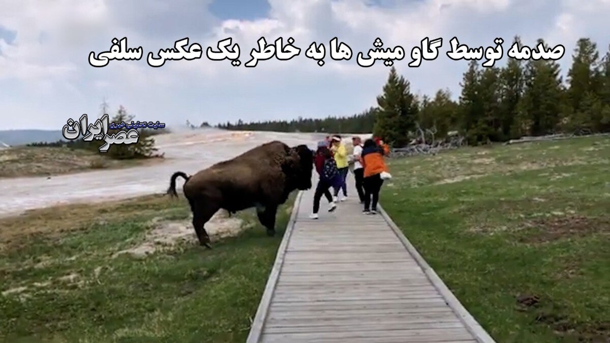با گاومیش‌ها عکس سلفی نگیرید ، دوست ندارند