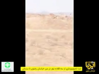 حضور 3 قلاده یوزپلنگ آسیایی در مرز مشترک خراسان‌ رضوی و سمنان