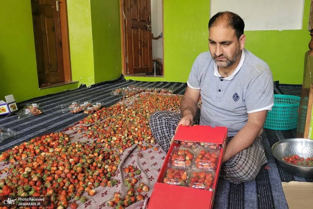 برداشت توت فرنگی در کشمیر هند
