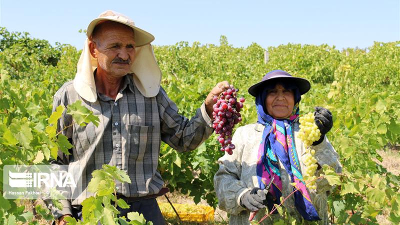 برداشت بیش از ۱۱۶ هزار تن انگور در خراسانشمالی پیشبینی شد