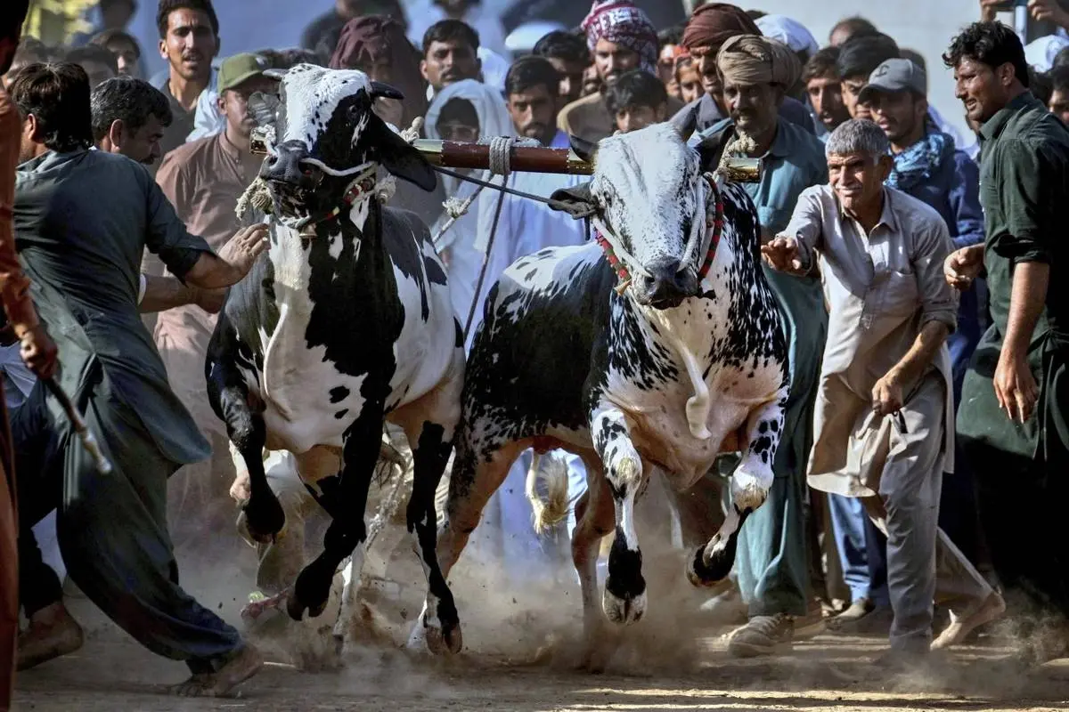  مسابقه گاوها در پاکستان؛ تلفیقی از هیجان، سنت و افتخار روستایی